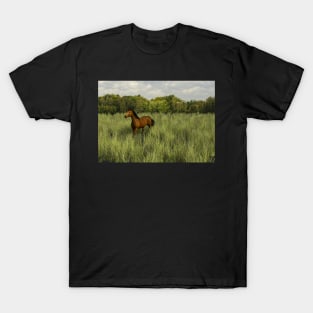 Brown Horse having lunch T-Shirt